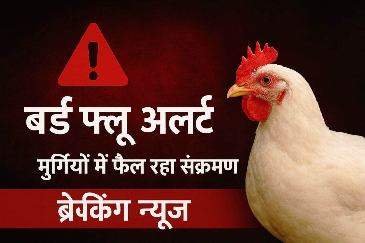 कुक्कुट व उससे जुड़े उत्पादों के परिवहन पर लगी रोक, bird flu का खतरा