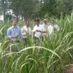 Kashipur Sugarcane Inspection